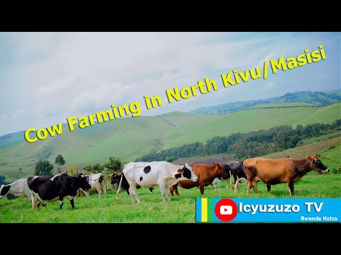 NORD KIVU MENYA BYINSHI KUBUHINZI N UBWOROZI BUTEYE IMBERE MURI MASISI