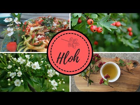 Video: Hloh