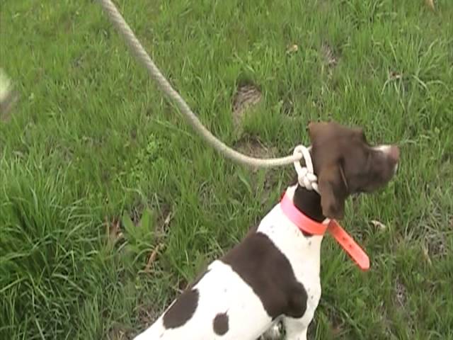 Dog Training Bird Tether for Launcher