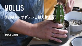 Mollis 背が高い多肉植物 サボテンの植え替え方 Youtube