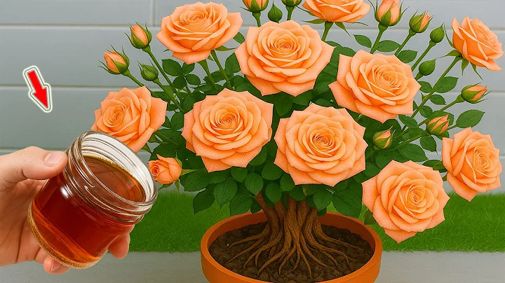 Few People Know That Roses Can Be Propagated In This Simple Way!