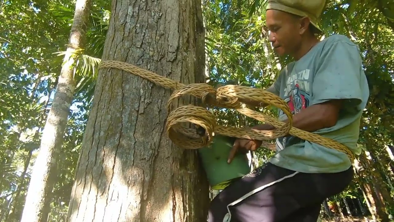 Viral !! panen getah damar dengan bertaruh keselamatan