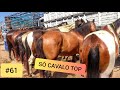 #61 FEIRA DE CAVALO EM CARUARU PE - MUITOS CAVALOS PARA VAQUEIJADA!! (10/03/2020)