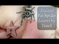 Trained Hi-5 Pet Jumping Spider Learns by Touch