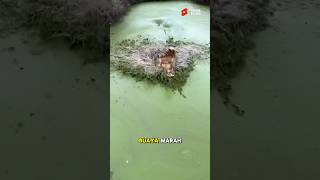 Angry Crocodile Thrown Stone