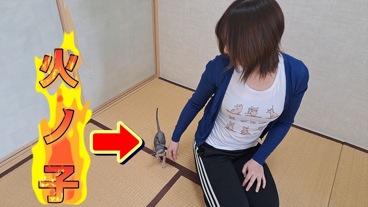 神子猫 New kitten! Introducing the Sphynx kitten 