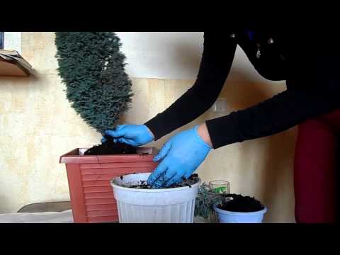 Как правильно выращивать кипарис в домашних условиях