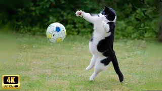 : Cats love playing sports