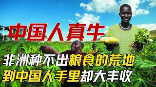 中国人太牛了将非洲荒废的土地种出粮食外国媒体  太厉害了