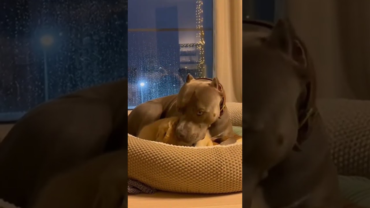 Pitbull Shields Golden Retriever Puppy Noise Prank—Calm Cuddles! 