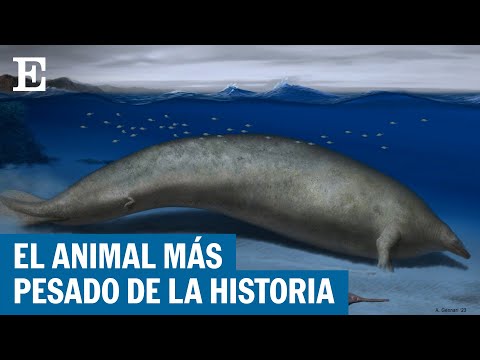 Perucetus colossus: una ballena hallada en Perú, el animal más pesado de la historia | EL PAÍS
