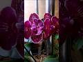 #orchid #оглядорхідей #орхоман #орхоманія #орхідеїдома #орхідеї #квітування_орхідей