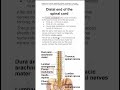Distal end of the spinal cord