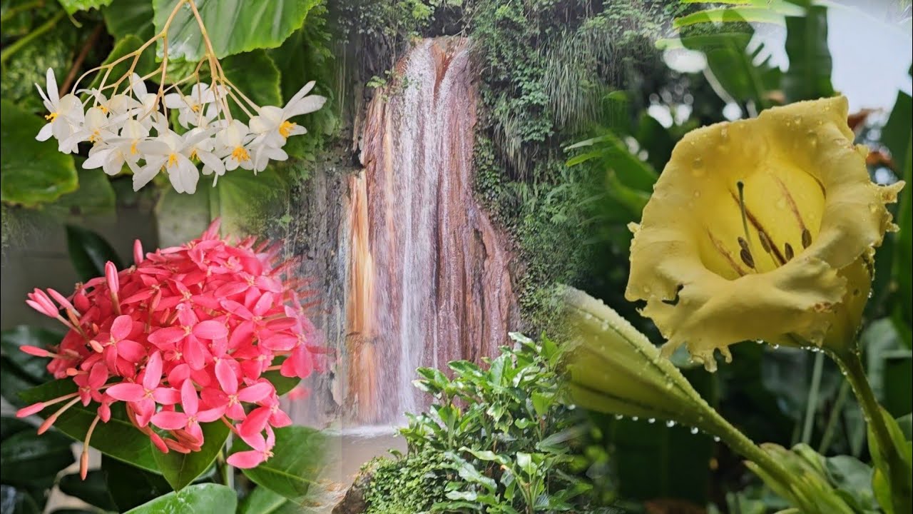 Nature walk through St.Lucia's relaxing botanical garden.