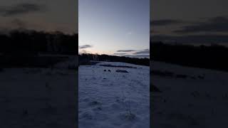 Poppy And Milo Near Towers 2219