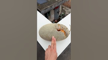 Experiment: Will watermelons and cantaloupes explode if rolled down a tall building? 🍉💥#shorts