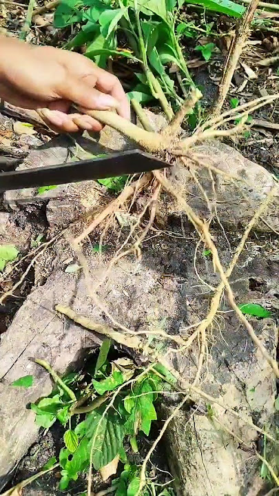 Akar terong pokak dapat meningkatkan sirkulasi darah