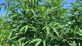 Master kush and Donny Burger August 29th