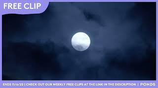 Free Clip - Witchcraft