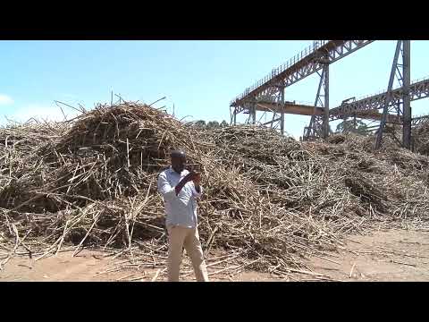 Mumias Sugar Company