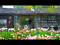 a flower blooms, a cat sleeps - /a relaxing music playlist/