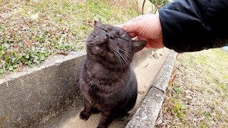 温厚な黒猫が縄張りに侵入した茶シロ猫を追い払う