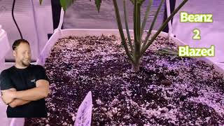 Kind LEDs VS other lights @KindLEDGrowLights @gorillagrowtent