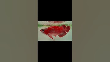 Huyết Long King Short 60cm Cập Bến Cá Rồng Hùng Anh #carong #cacanh #caronghuyetlong