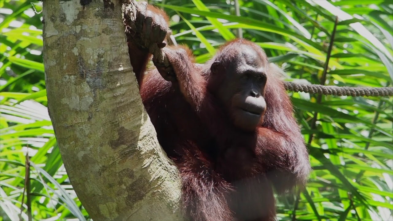 HERITAGE TOUR AROUND MALAYSIA AND ITS WILDLIFE - YouTube
