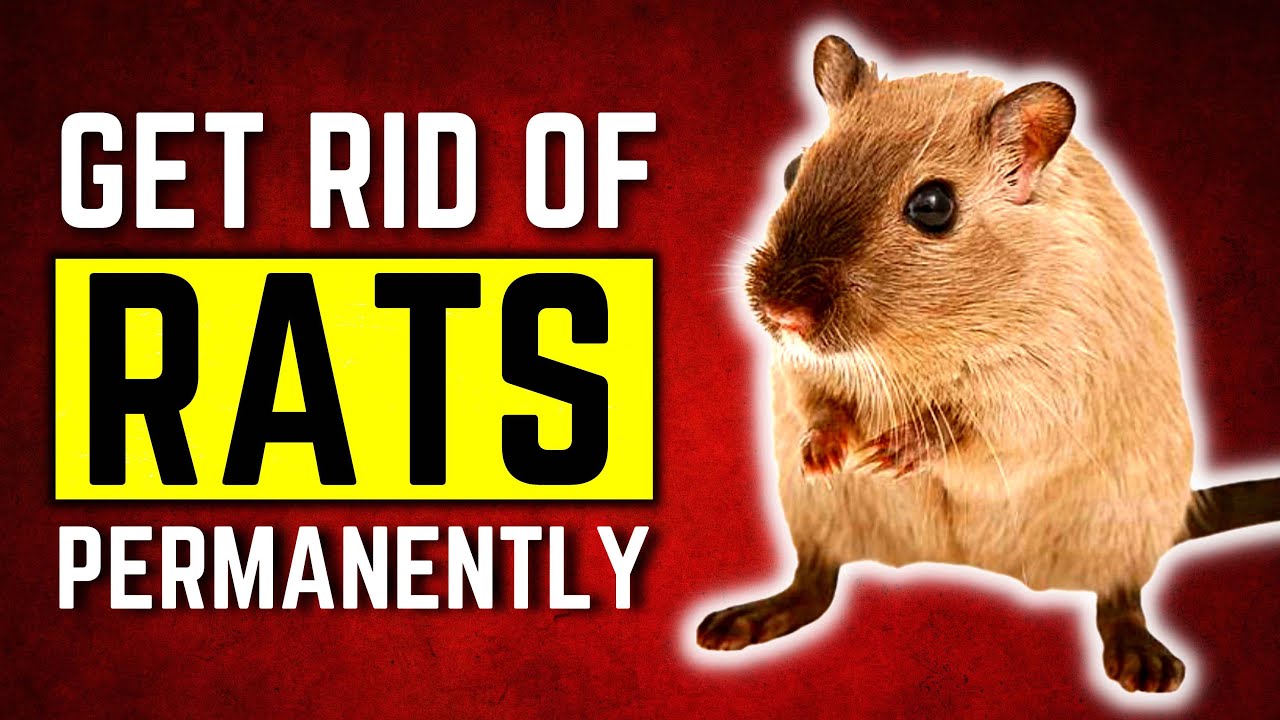 Get Rid Of Rats Permanently And Naturally With These 4 Tips YouTube