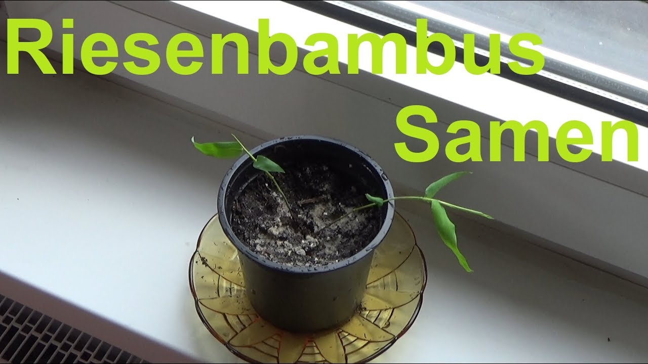 Riesenbambus selber ziehen Riesenbambus Samen einpflanzen Test Erfahrungen - YouTube