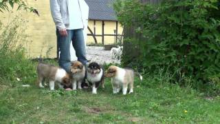 Rough Collie 5 weeks old, having a party