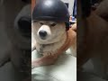 【柴犬茶々丸】ヘルメットと柴犬