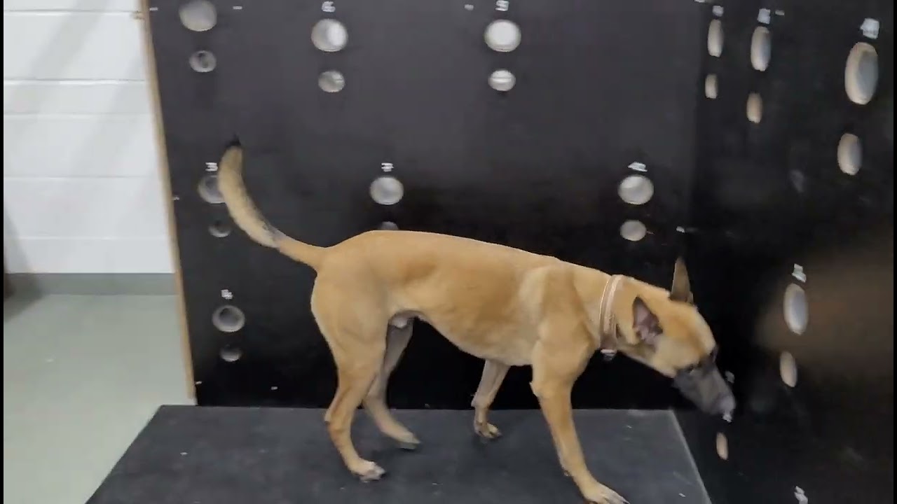 25-01 Philian Schimmelspürhund - freie Raumsuche - große Menge