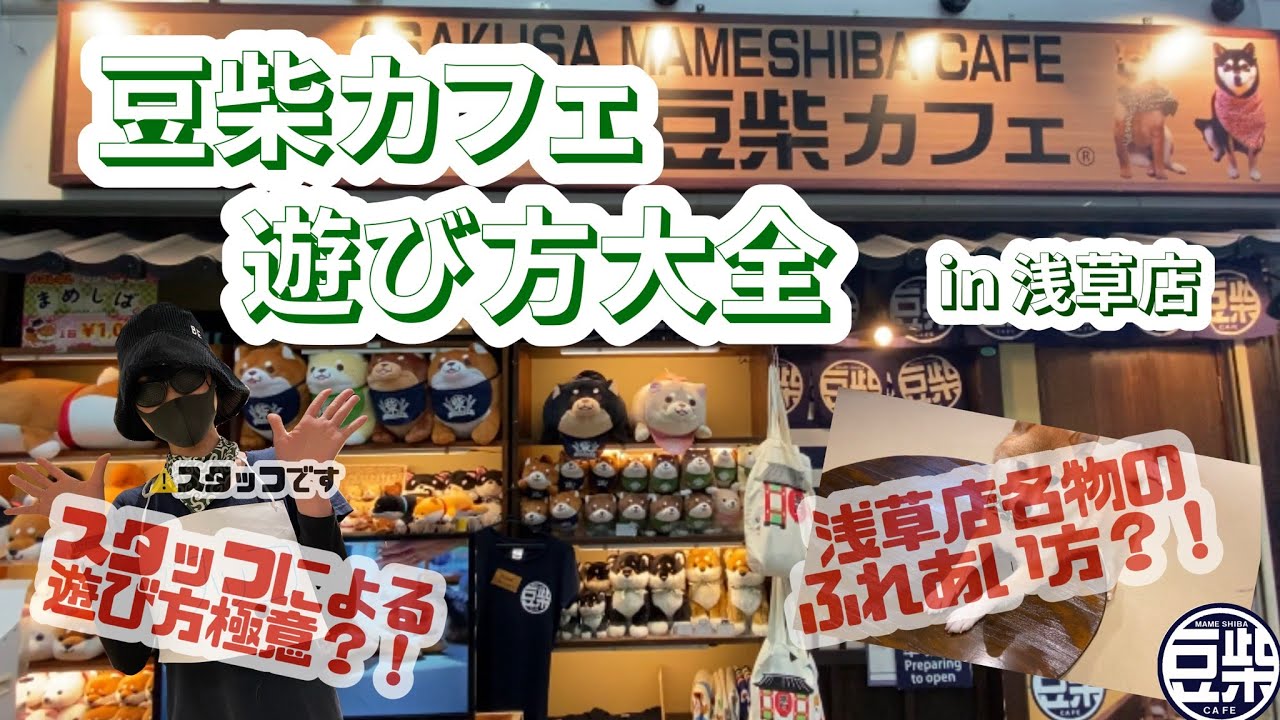 豆柴 浅草店 豆柴カフェ遊び方大全 In 浅草店 Youtube
