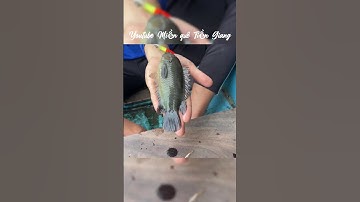 Con cá rô mun, nhưng mà mun này nó lạ lắm #miềnquêtiềngiang #câucá #câucárôđồng #fishing