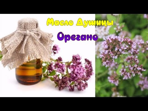 Как Приготовить Масло Орегано в Домашних Условиях. От Простуды,Кашля и ...