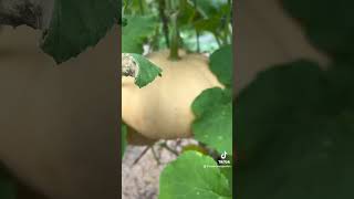 Long Island Cheese Squash #Squash #GrowYourOwnFood #Garden, #Gardening #RaisedBedGarden #GardenLove Long Island Cheese Squash #Squash #GrowYourOwnFood #Garden, #Gardening #RaisedBedGarden #GardenLove