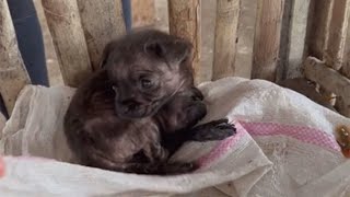 Un pequeño cachorro de un mes lloraba llamando a su madre desde una pequeña jaula.
