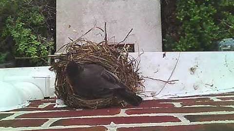 Robin