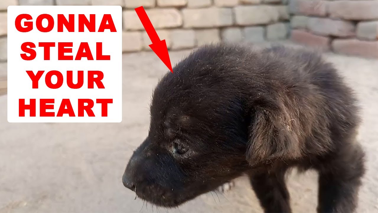 Cute Black Puppy Gonna Steal Your Heart YouTube