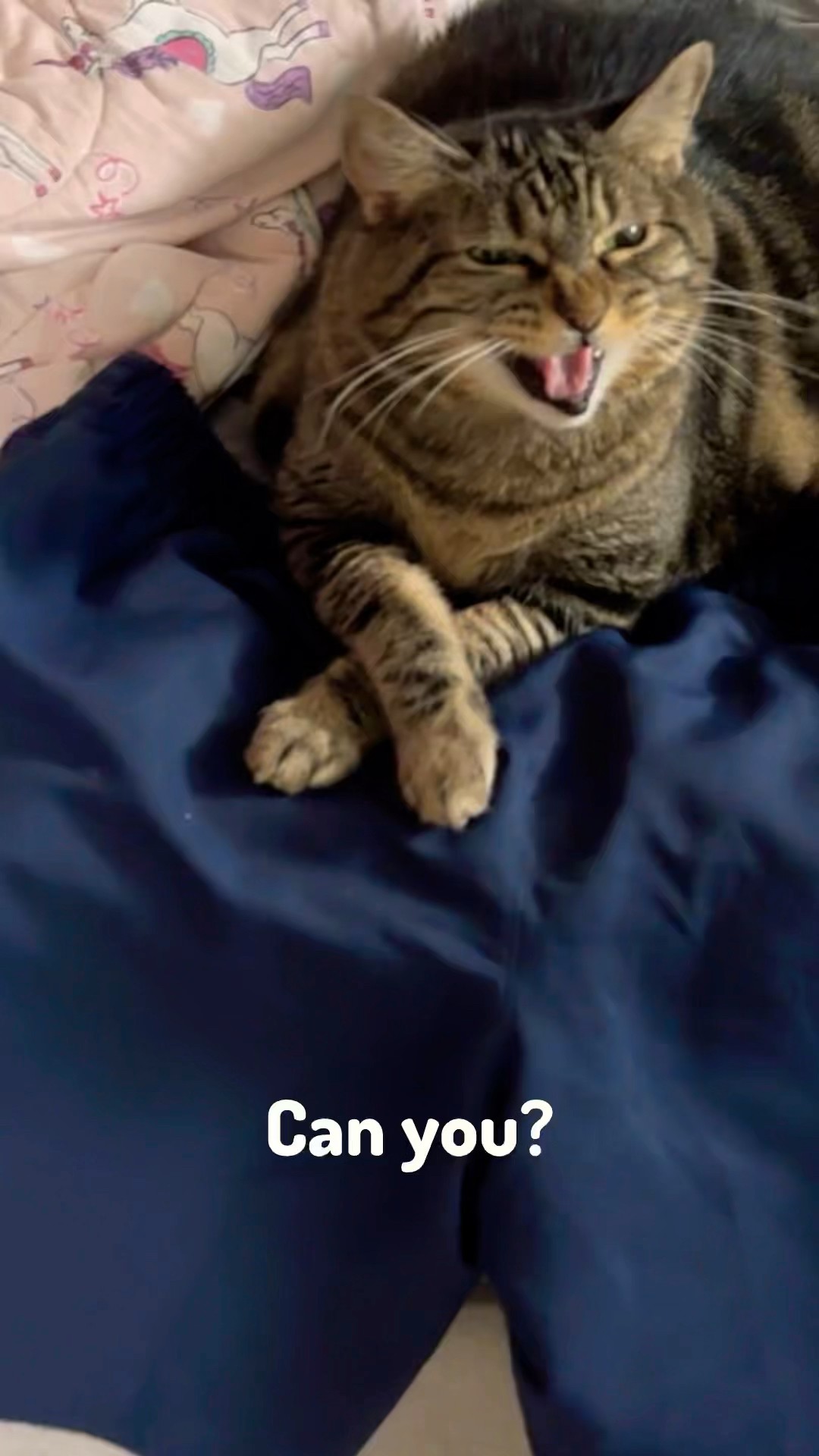 CAN you?! The sass! #talkingcat