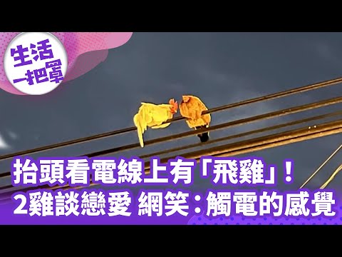 《生活一把罩》電線上有「飛雞」！ 抬頭見「雞」談戀愛 網笑：觸電的感覺