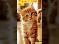 cute cat 🐈😺#trending #cute #cat #shorts #viral #shortsfeed