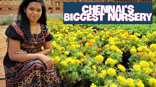 Biggest Plant Nursery in Chennai | ചെന്നൈയിലെ വലിയ നഴ്സറി പൂന്തോട്ടം | vid # 30