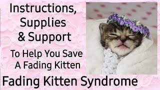 How To Save A Fading Kitten  Treatment Instructions, Supply List, Support  Fading Kitten Syndrome