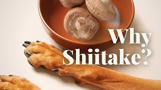 Why Shiitake for Pets? Veterinarian Rob Silver Explains