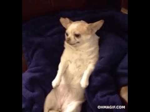 Perro Chihuahua Meme Youtube