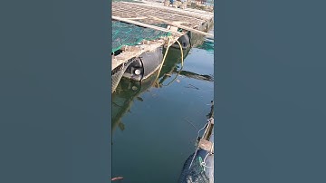 Tập Tính Cá Tráp(Hanh) Ăn Mồi | Câu Cá Biển Vũng Tàu ✅ #ikada #seafishing #fishing #shorts