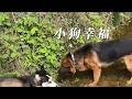 I hope the little dog will always be happy希望小狗永遠幸福#dog #safety